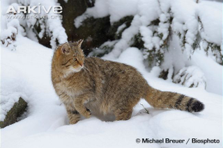 Illustration for article titled Caturday - Felis silvestris ornata Edition